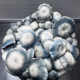 Blue Ravioli, a Telly Monster Myco genetic