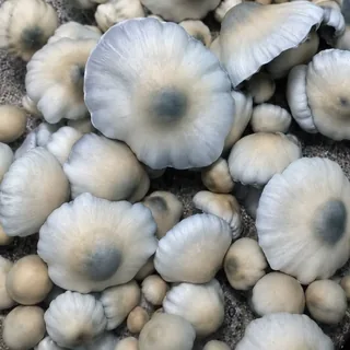 Blue Storm, a Telly Monster Myco genetic