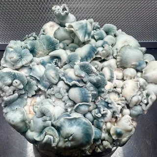Lunar Tide, a Telly Monster Myco genetic