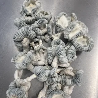 Jack Frost 2.0, a Telly Monster Myco genetic